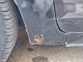 2011 Ford Focus II Рестайлинг, чёрный, 610000 рублей - вид 6
