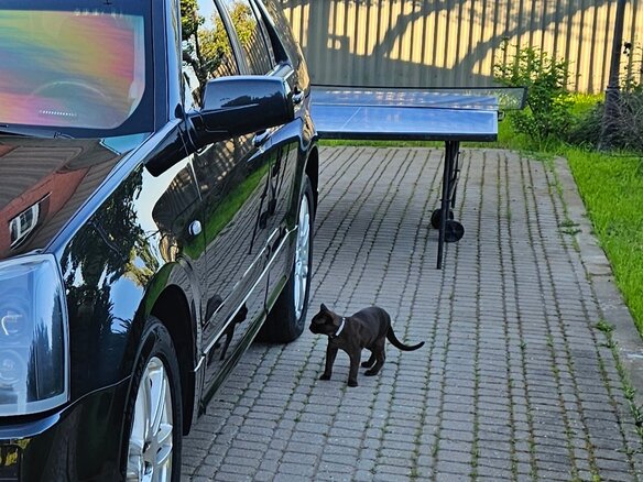2009 Cadillac SRX I, чёрный, 1110000 рублей - вид 11