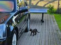 2009 Cadillac SRX I, чёрный, 1110000 рублей - вид 11