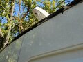 2020 ГАЗ ГАЗель (2705) Комби, белый, 2200000 рублей - вид 8