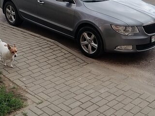 2011 Skoda Superb II, серый, 700000 рублей, вид 4