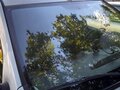 2017 Lada (ВАЗ) Largus I, белый, 550000 рублей - вид 7