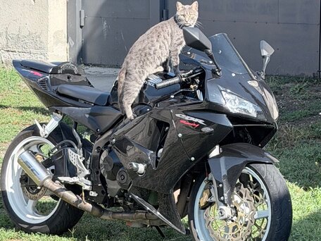 2006 Honda CBR 600RR, чёрный, 300000 рублей, вид 3