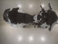 2018 Honda GL 1800 Gold Wing, белый, 2350000 рублей - вид 6