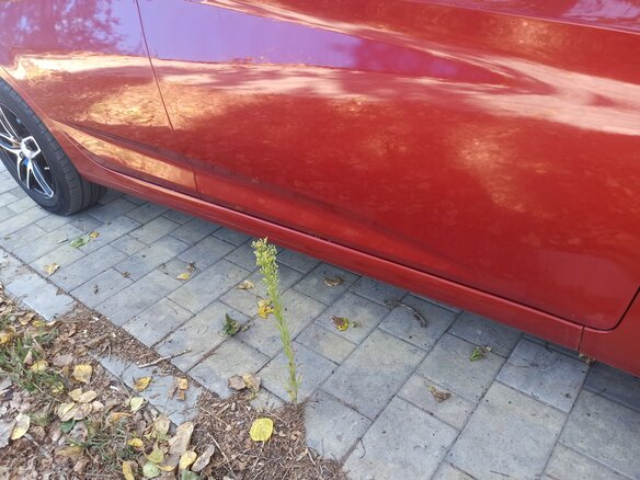 2011 Hyundai Solaris I, красный - вид 8
