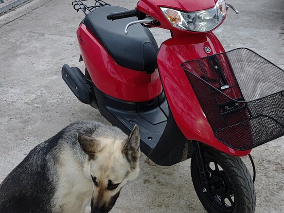 2020 Yamaha Jog, красный, 120000 рублей