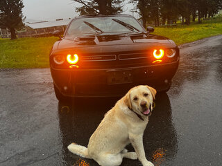 2019 Dodge Challenger III Рестайлинг 2, чёрный, 2000000 рублей, вид 2