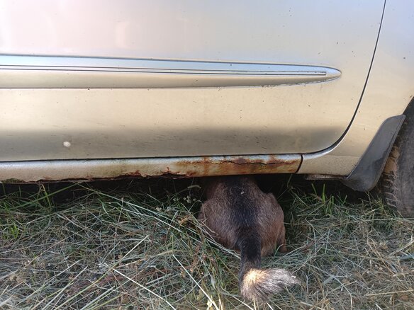 2004 Nissan Maxima V (A33), серебристый, 300000 рублей - вид 14