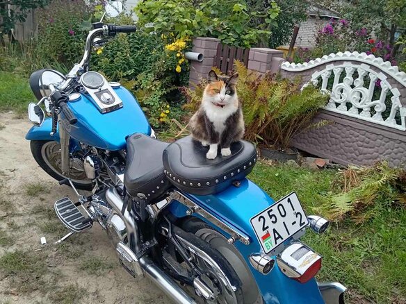 2002 Harley-Davidson Fat Boy, синий, 660000 рублей - вид 8