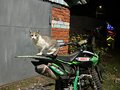 2023 Motoland XT250, зелёный, 105000 рублей - вид 2