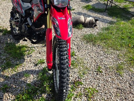 2019 Motoland Enduro 250, красный, 95000 рублей, вид 4