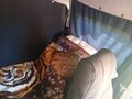 2018 ГАЗ ГАЗель (33023/330273) Фермер, белый, 1400000 рублей - вид 6