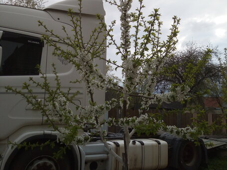 2011 Scania 4-Series, белый, 2500000 рублей, вид 2