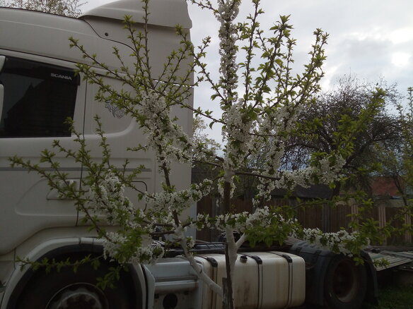 2011 Scania 4-Series, белый, 2500000 рублей - вид 1