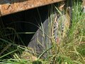 2003 Sommer ZP18, серый, 500000 рублей - вид 2