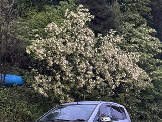 2008 Mitsubishi Colt VI (Z20/Z30), серый, 590000 рублей, вид 1