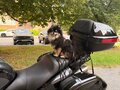 2006 Honda VFR 800, чёрный, 570000 рублей - вид 8