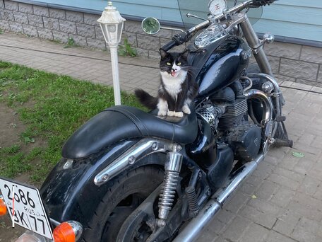2007 Triumph Speedmaster, чёрный, 400000 рублей, вид 2