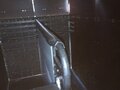 2021 Другие Неизвестна (прицепы), серый, 900000 рублей - вид 4