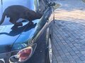 2007 Mazda 6 I (GG) Рестайлинг, синий, 405000 рублей - вид 9