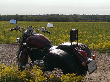 2002 Honda VT 1100, пурпурный, 350000 рублей, вид 2
