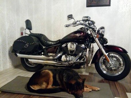 2008 Kawasaki VN900 Vulcan, пурпурный, 490000 рублей, вид 4