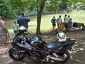 2001 Honda CBR 1100 XX, чёрный, 350000 рублей