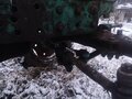 1985 ЮМЗ 6, зелёный, 80000 рублей - вид 1