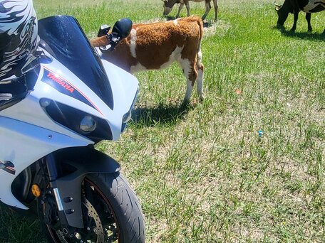 2014 Yamaha YZF-R1, белый, 1170000 рублей, вид 5