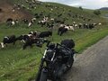 2007 Harley-Davidson Sportster 1200, чёрный - вид 1