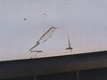 2020 ГАЗ ГАЗон Next, белый, 1500000 рублей - вид 7