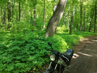 Suzuki Wolf