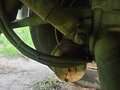 2006 Schmitz Cargobull ZKO, белый, 870000 рублей - вид 4