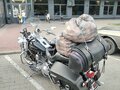2006 Harley-Davidson Road King, чёрный, 620000 рублей - вид 5