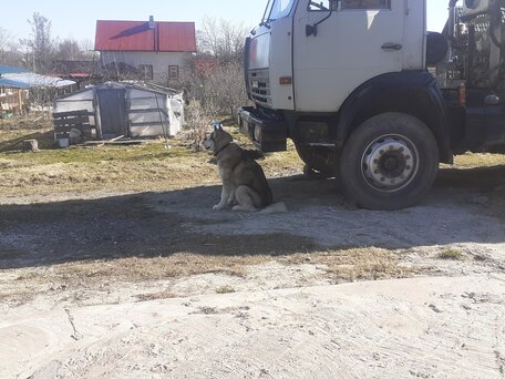 2002 КамАЗ Автобетоносмеситель, серый, 880000 рублей, вид 4
