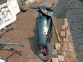 2000 Honda Dio, чёрный, 47000 рублей - вид 1