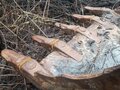 2005 ТВЭКС ЕК-14, жёлтый, 2000000 рублей - вид 1