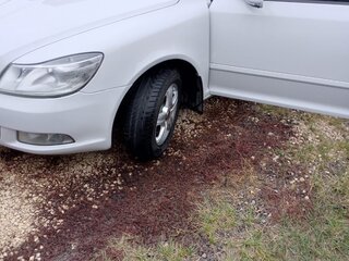 2010 Skoda Octavia II (A5) Рестайлинг, белый, 780000 рублей, вид 4