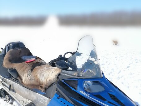 2012 Arctic Cat Bearcat, синий, 1100000 рублей, вид 1
