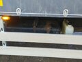 2019 ГАЗ ГАЗель Next, белый, 2650000 рублей - вид 3