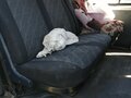 2010 ГАЗ ГАЗель (2705), белый, 340000 рублей - вид 6