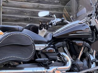 2007 Yamaha XV 1900, коричневый, 750000 рублей, вид 5