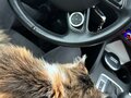 2014 Audi A3 III (8V), чёрный, 1500000 рублей - вид 7