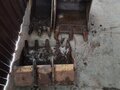 2012 Yanmar SV, жёлтый, 2500000 рублей - вид 2