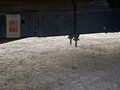 2004 ГАЗ ГАЗель (33023/330273) Фермер, белый, 565000 рублей - вид 6