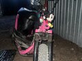 2005 Honda Dio, розовый, 44999 рублей