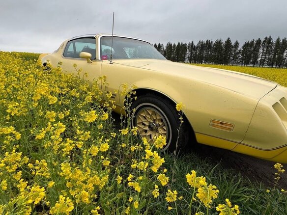 1980 Pontiac Firebird II, жёлтый - вид 9