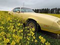 1980 Pontiac Firebird II, жёлтый - вид 9