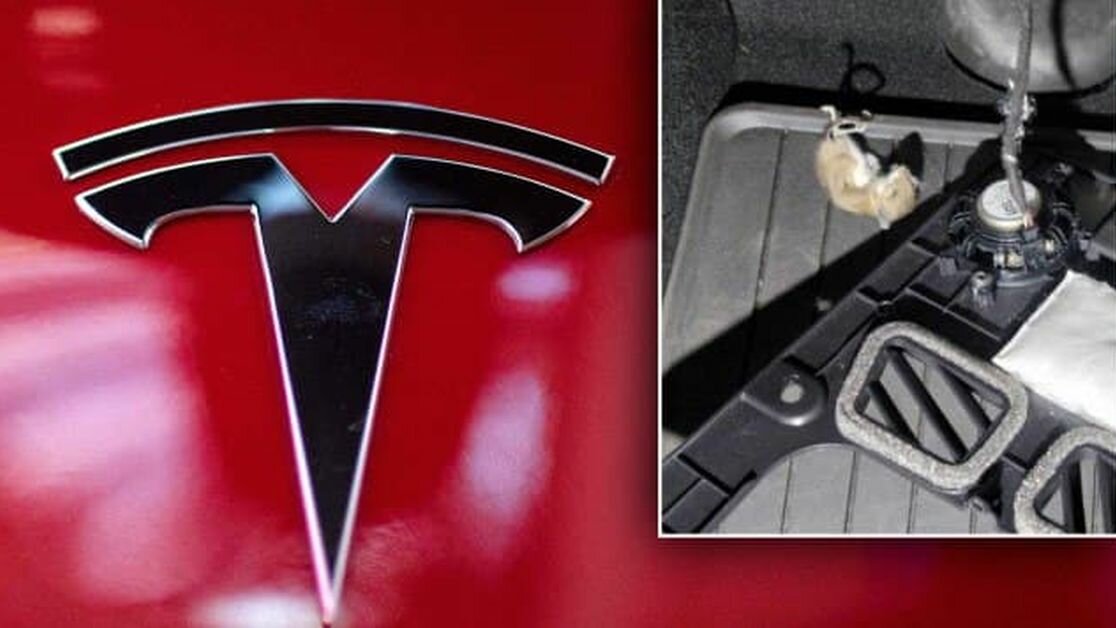 Крысы грызут Tesla — им нравится экологичная проводка электрокаров