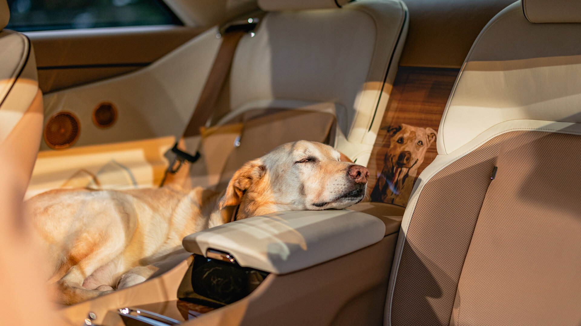 Эксклюзивный Rolls-Royce Spectre посвятили собаке